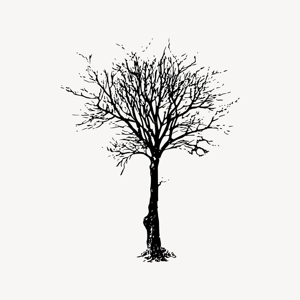Leafless tree clipart, nature illustration vector. Free public domain CC0 image.