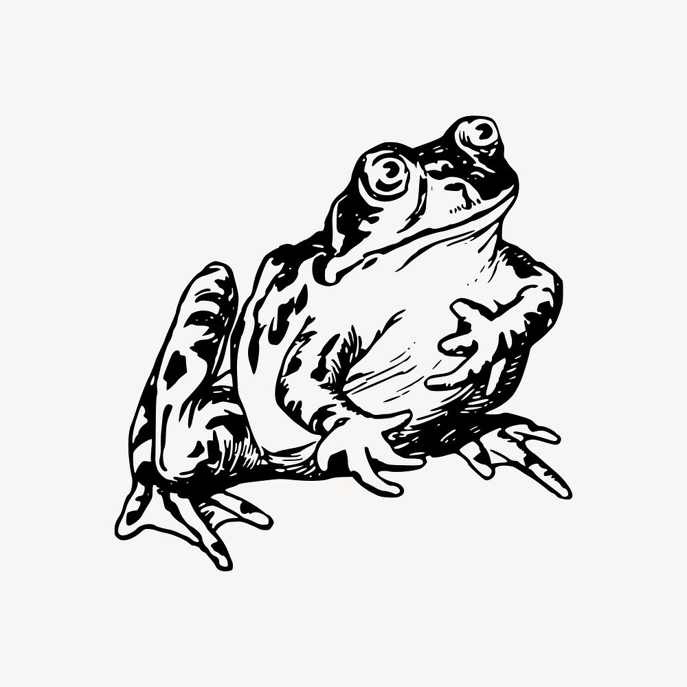 Frog clipart, amphibian animal illustration vector. Free public domain CC0 image.