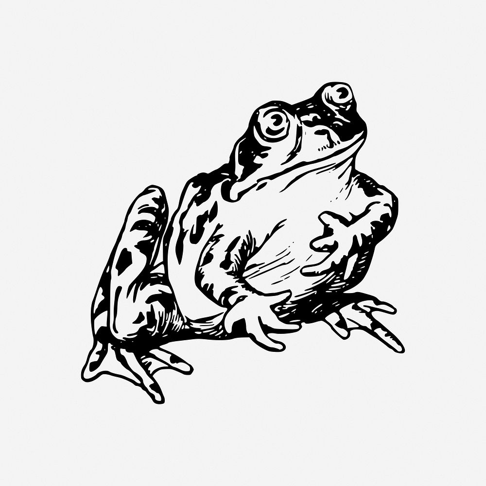 Frog, amphibian animal illustration. Free public domain CC0 image.
