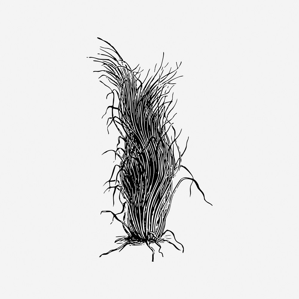Plant, black and white illustration. Free public domain CC0 image.
