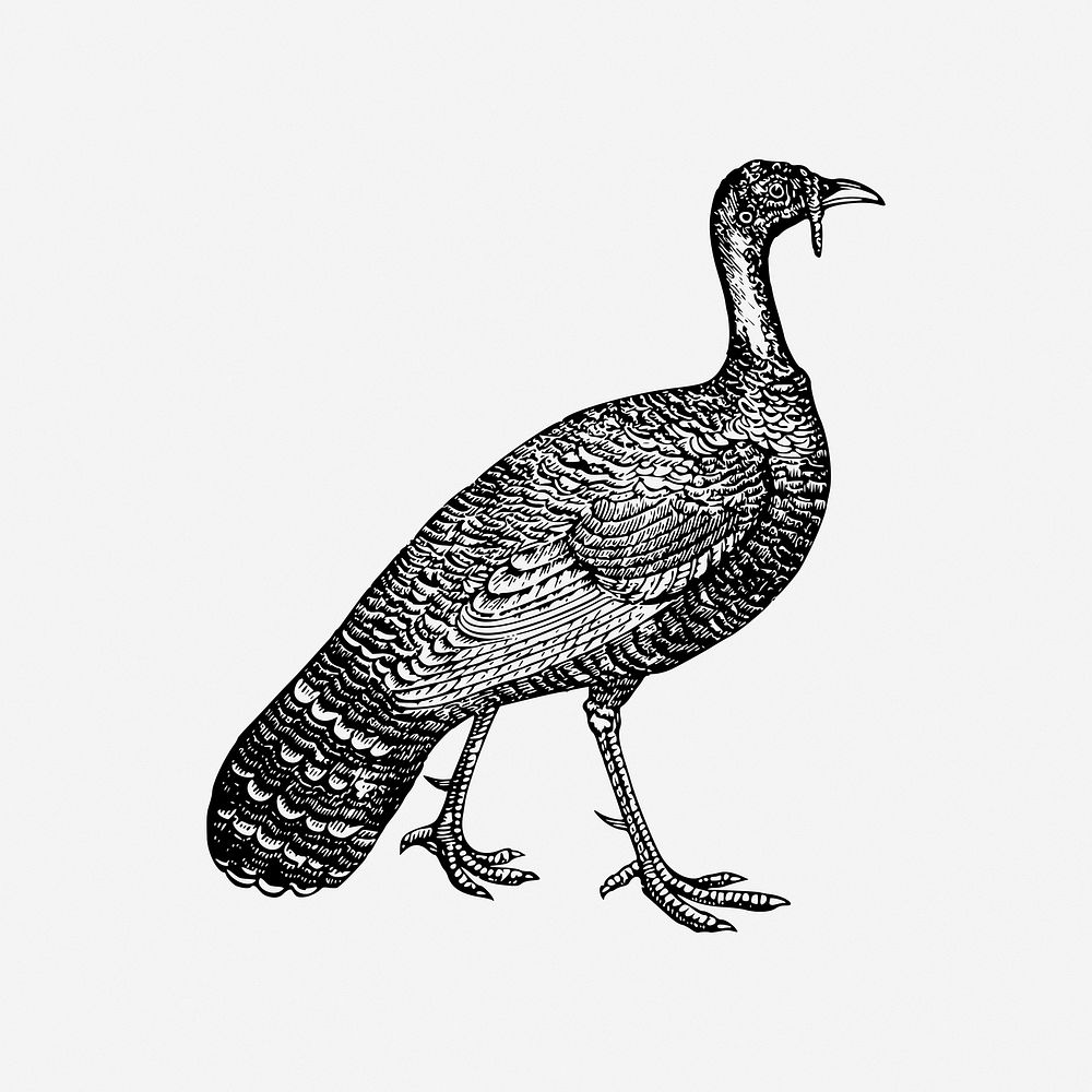 Vintage turkey illustration. Free public domain CC0 image.