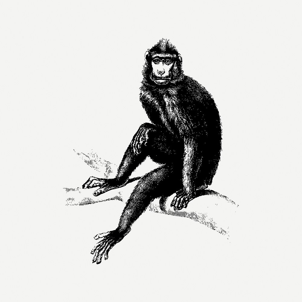 Monkey collage element, wild animal illustration psd. Free public domain CC0 image.
