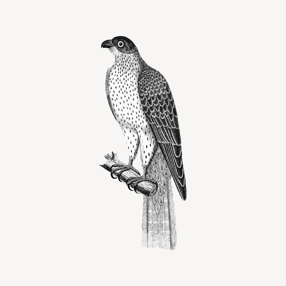 Falcon bird collage element/drawing/clipart, vintage animal illustration vector. Free public domain CC0 image.