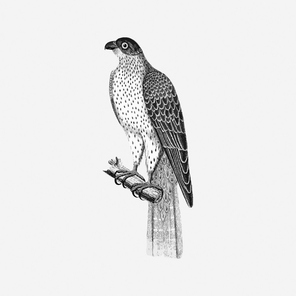 Falcon bird. Free public domain CC0 image.
