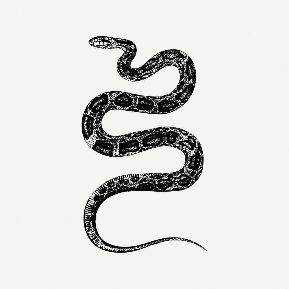 Rat snake drawing, animal illustration | Free PSD - rawpixel