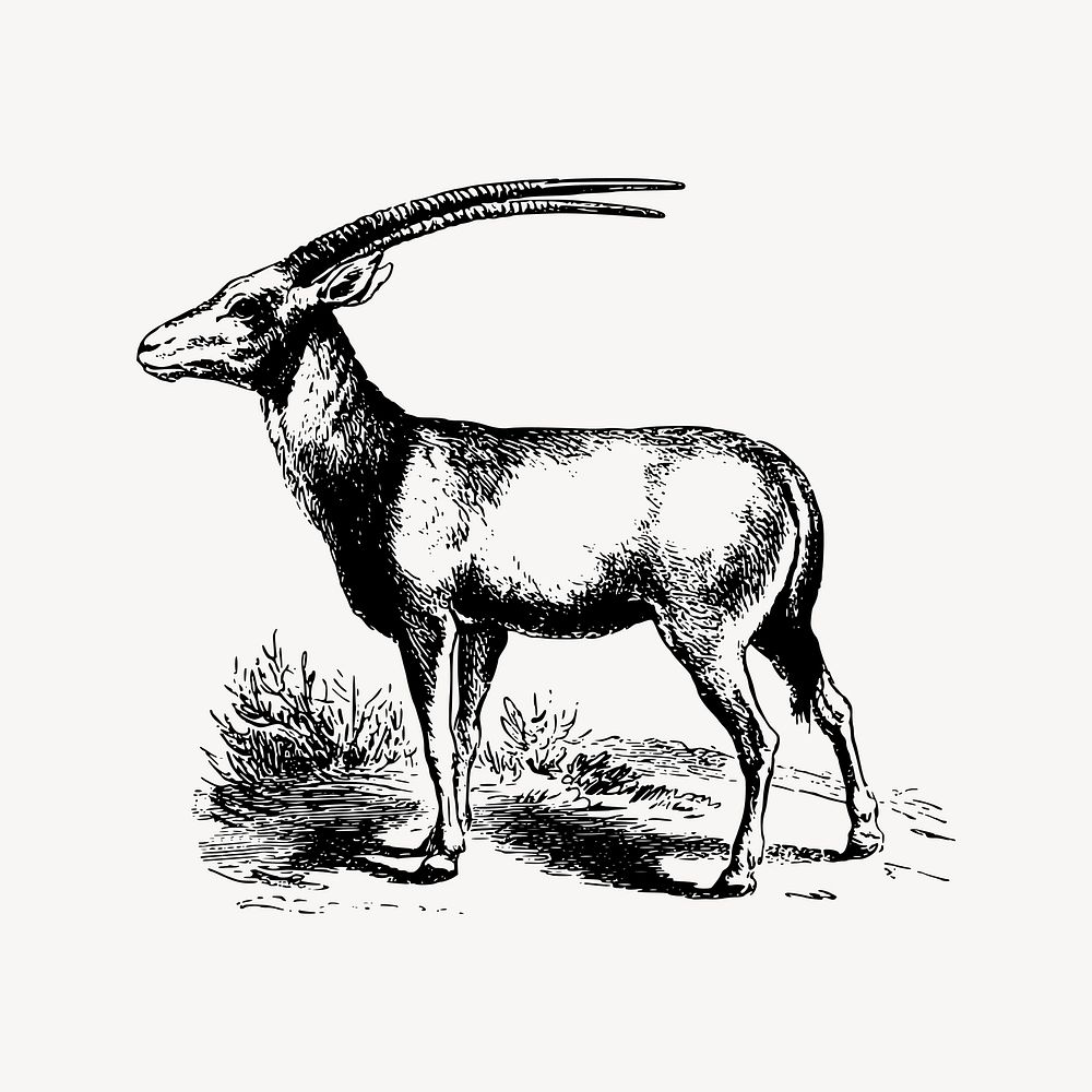 Oryx clipart, animal illustration vector. Free public domain CC0 image.