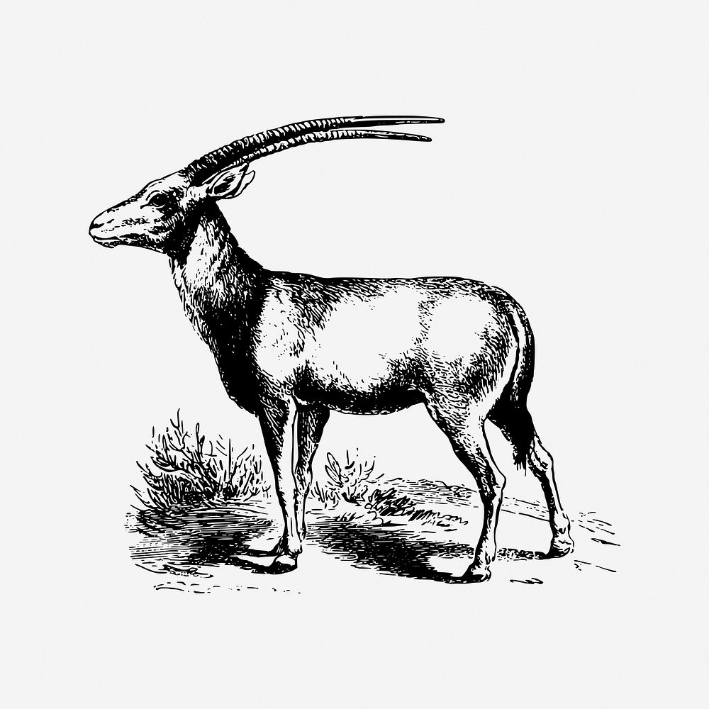 Oryx, animal illustration. Free public domain CC0 image.