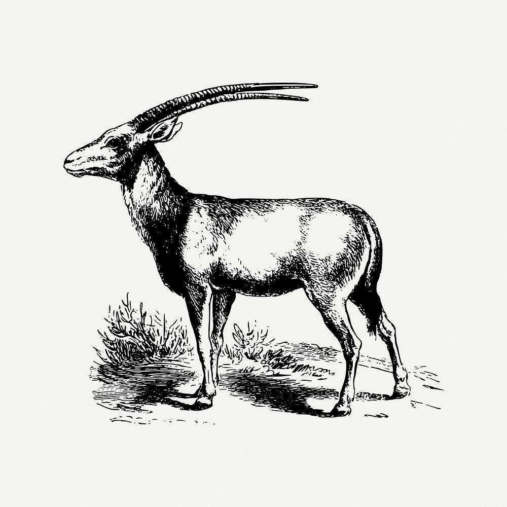 Oryx collage element, animal illustration psd. Free public domain CC0 image.