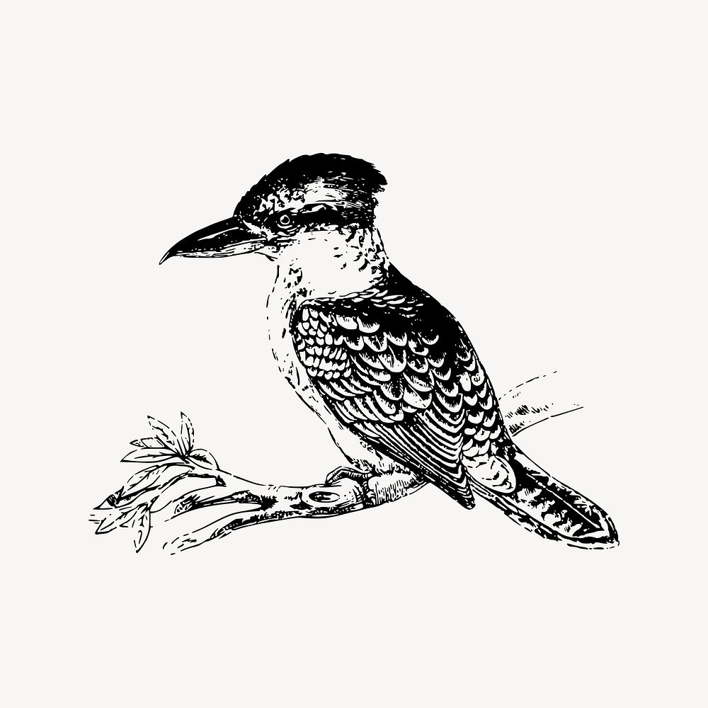 Kookaburra bird collage element/drawing/clipart, xx illustration vector. Free public domain CC0 image.