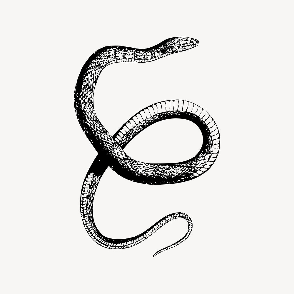Water snake clipart, animal illustration vector. Free public domain CC0 image.
