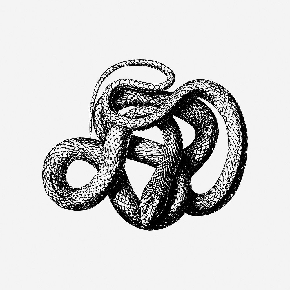 Snake, animal illustration. Free public domain CC0 image.