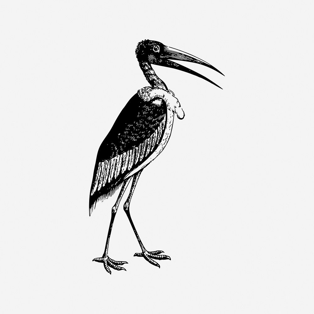 Stork bird illustration. Free public domain CC0 image.