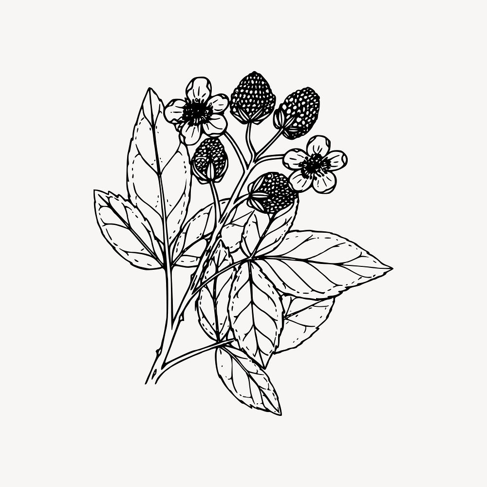 Wildflower drawing, floral illustration vector. Free public domain CC0 image.