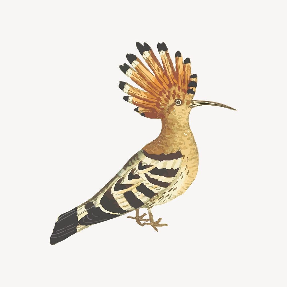 Hoopoe clipart, bird illustration vector. Free public domain CC0 image.