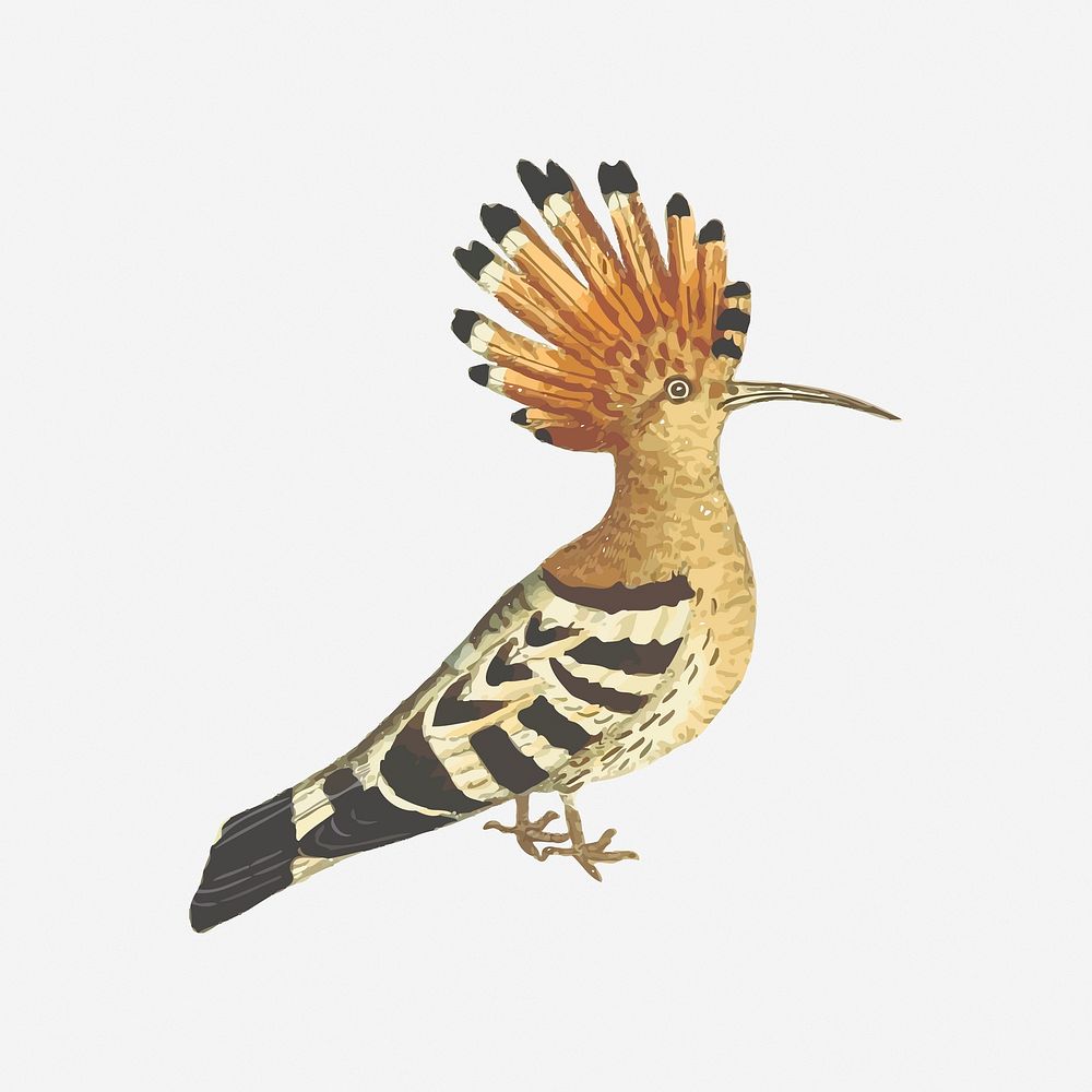 Hoopoe bird illustration. Free public domain CC0 image.