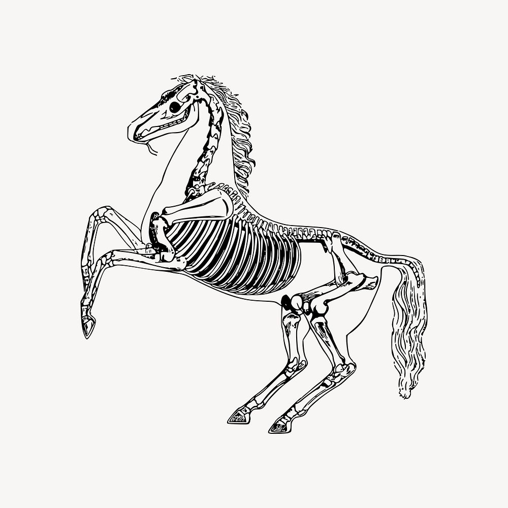 Horse anatomy drawing, skeleton illustration vector. Free public domain CC0 image.