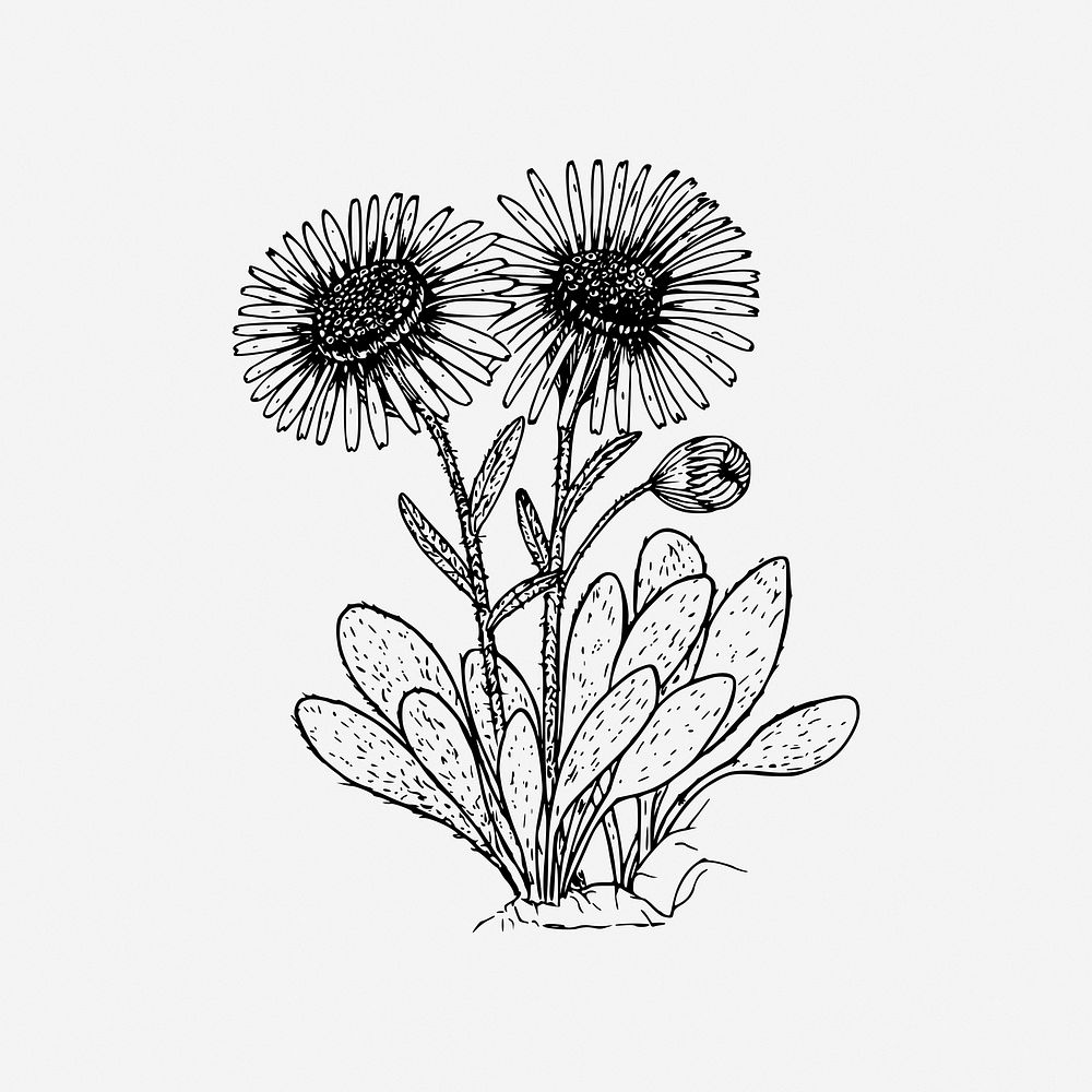 Wildflower, floral illustration. Free public domain CC0 image.