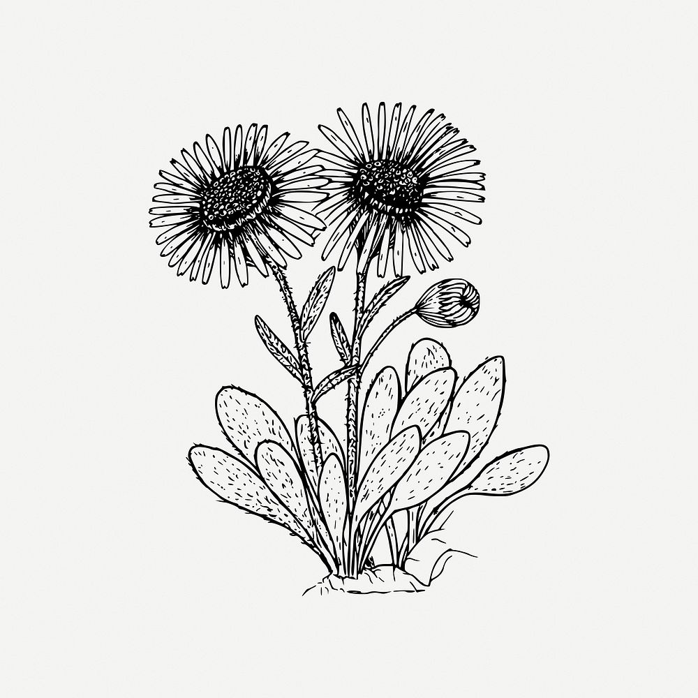 Wildflower collage element, floral illustration psd. Free public domain CC0 image.