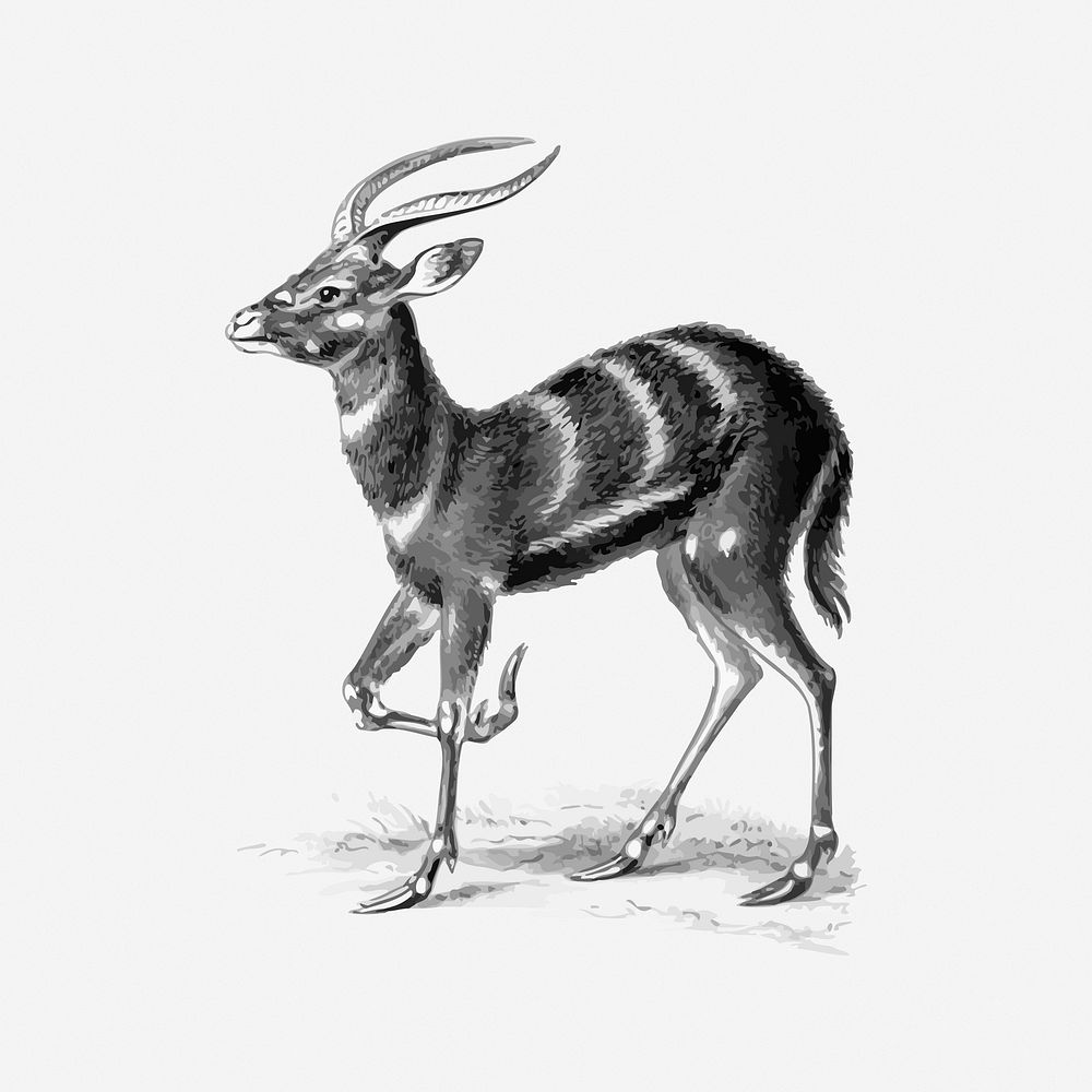 Sitatunga, animal illustration. Free public domain CC0 image.