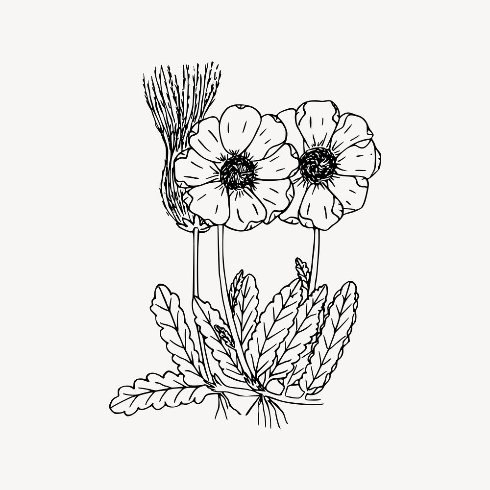 Wildflower drawing, floral illustration vector. Free public domain CC0 image.