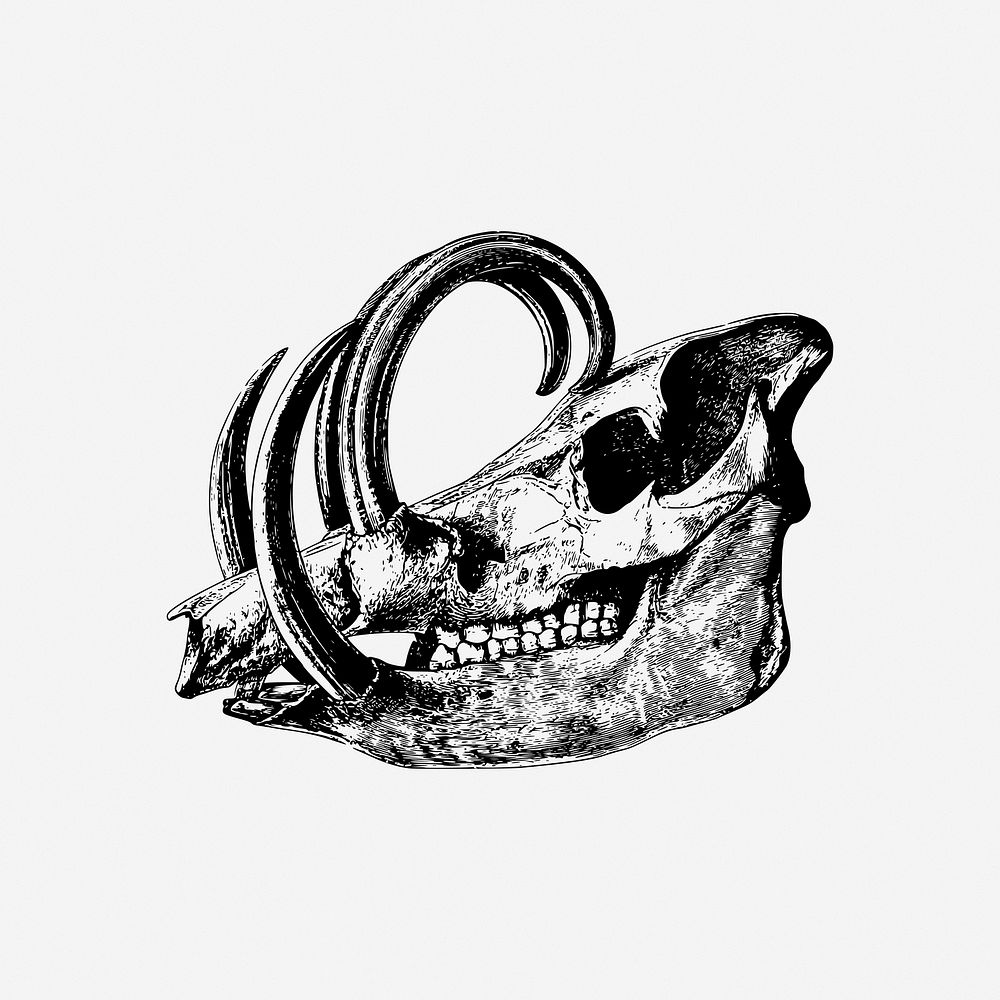 Babirusa skull, skeleton illustration. Free public domain CC0 image.