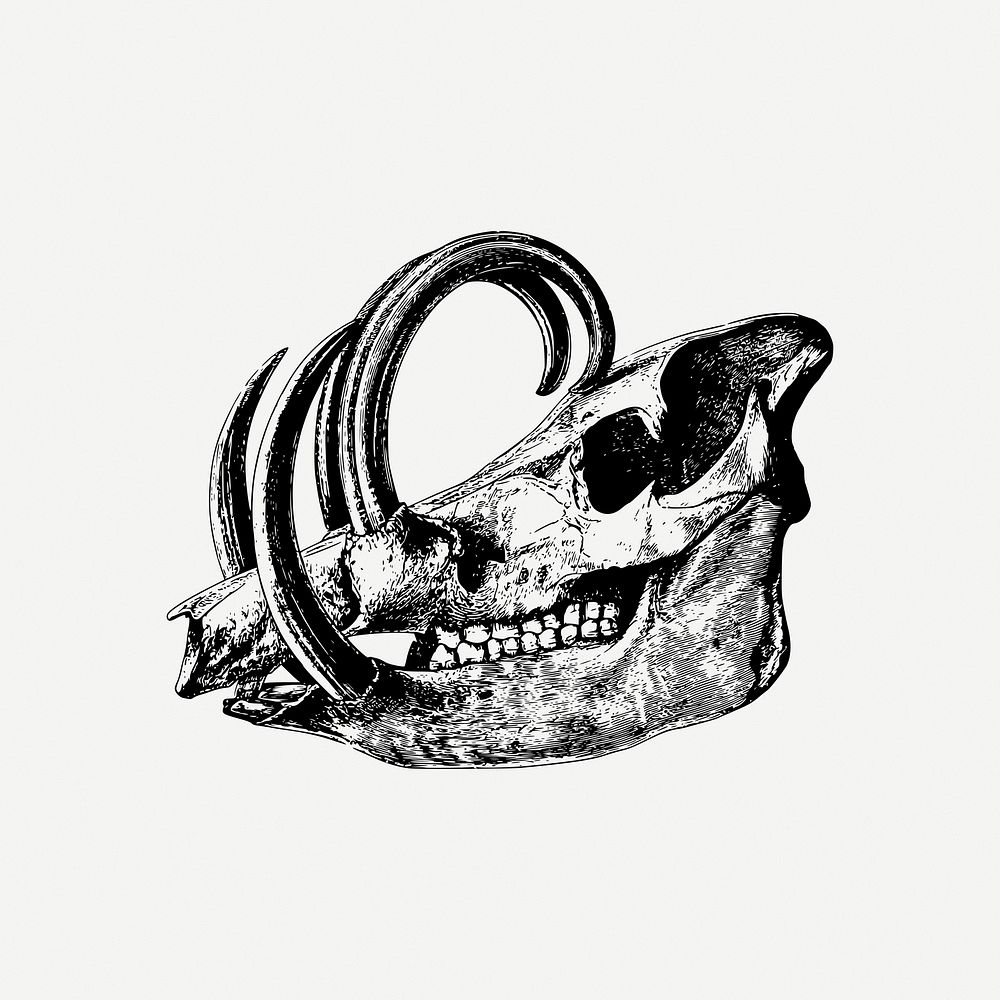 Babirusa skull collage element, skeleton illustration psd. Free public domain CC0 image.