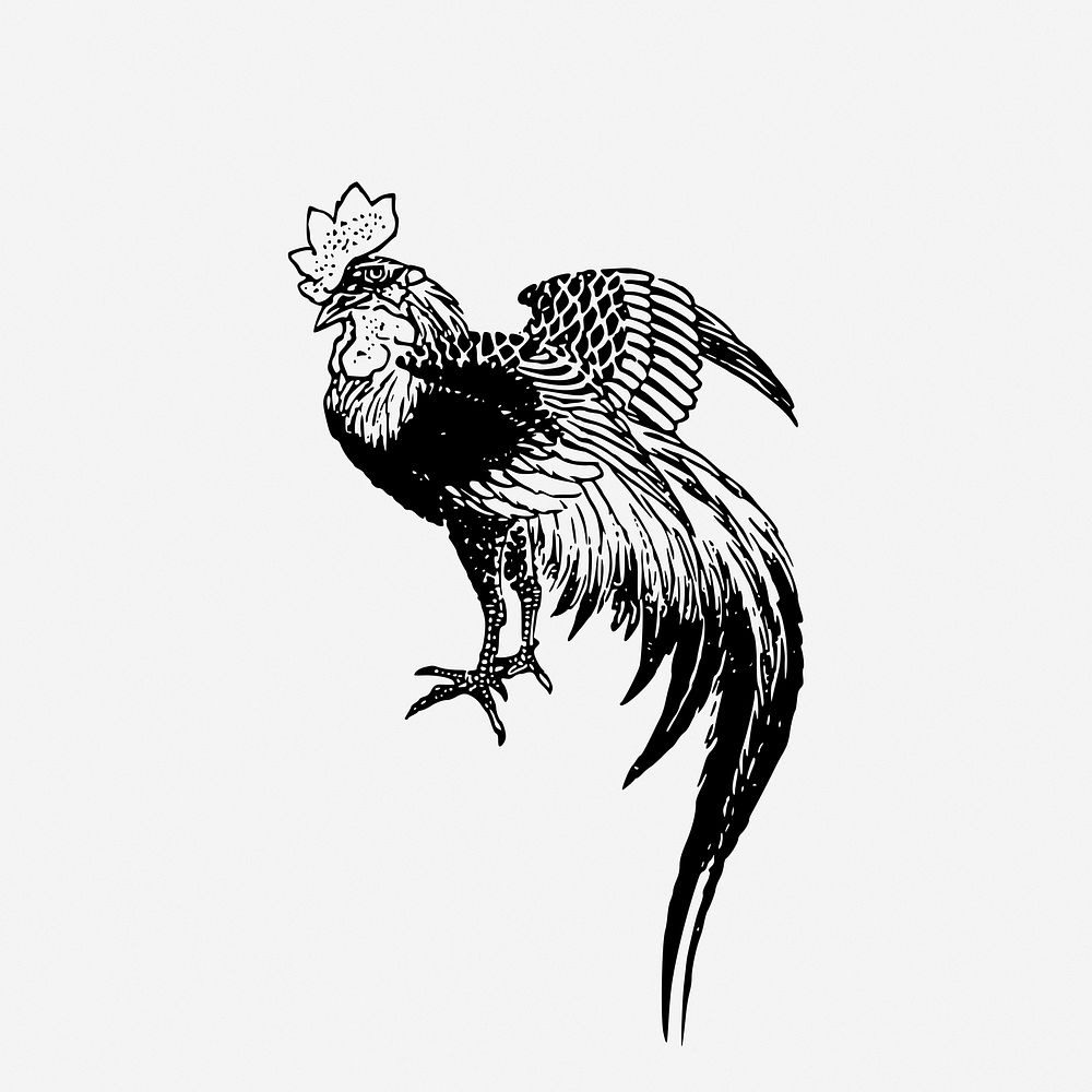 Cockerel bird, animal illustration. Free public domain CC0 image.