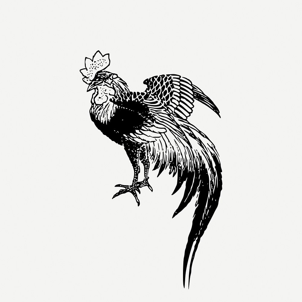Cockerel bird drawing, animal illustration psd. Free public domain CC0 image.