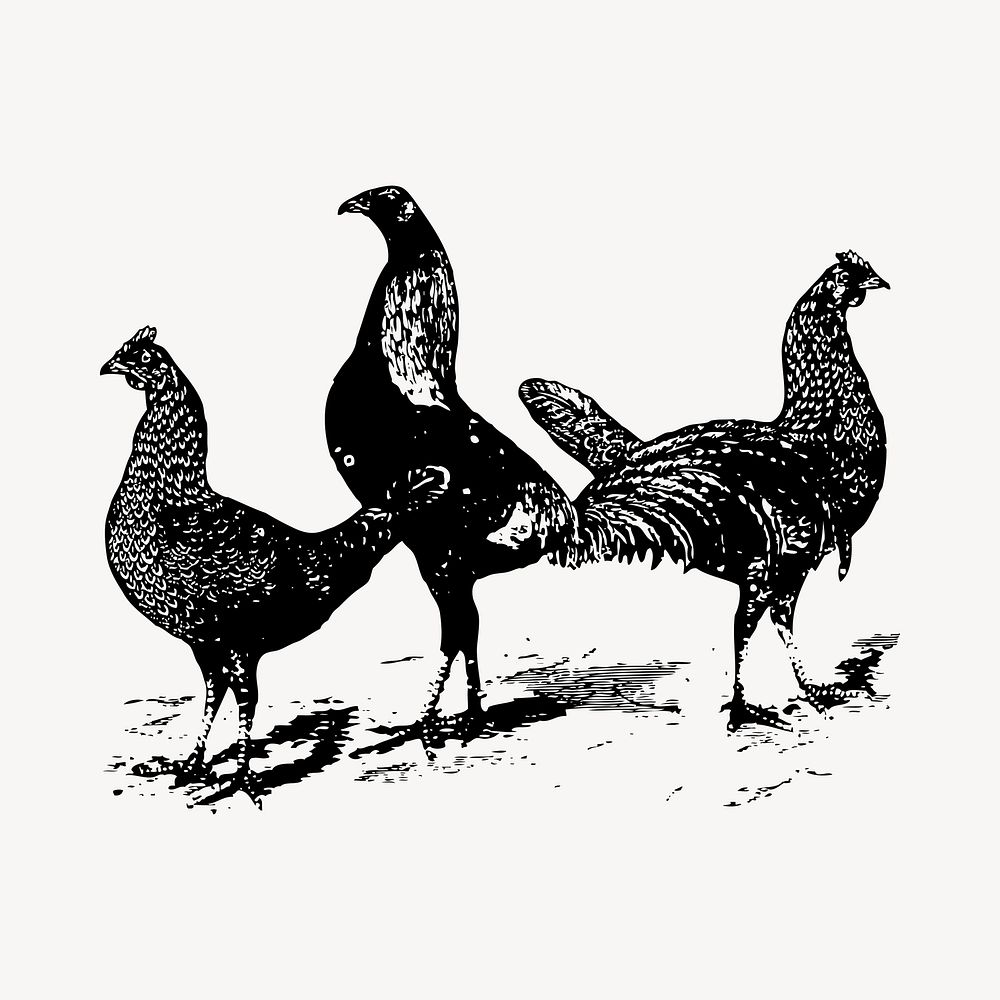Farm chicken illustration clipart vector. Free public domain CC0 image