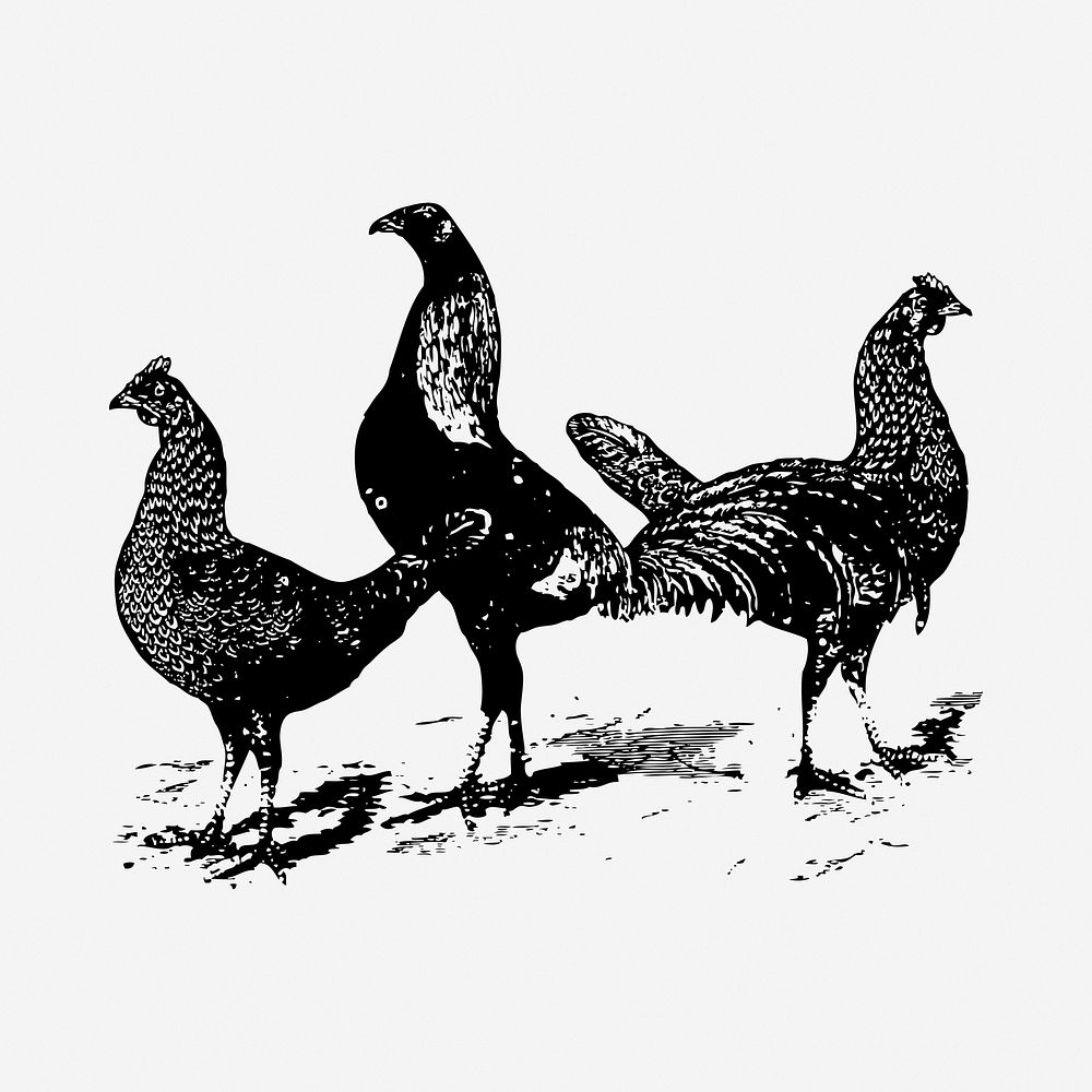 Farm chicken black and white illustration clipart. Free public domain CC0 image