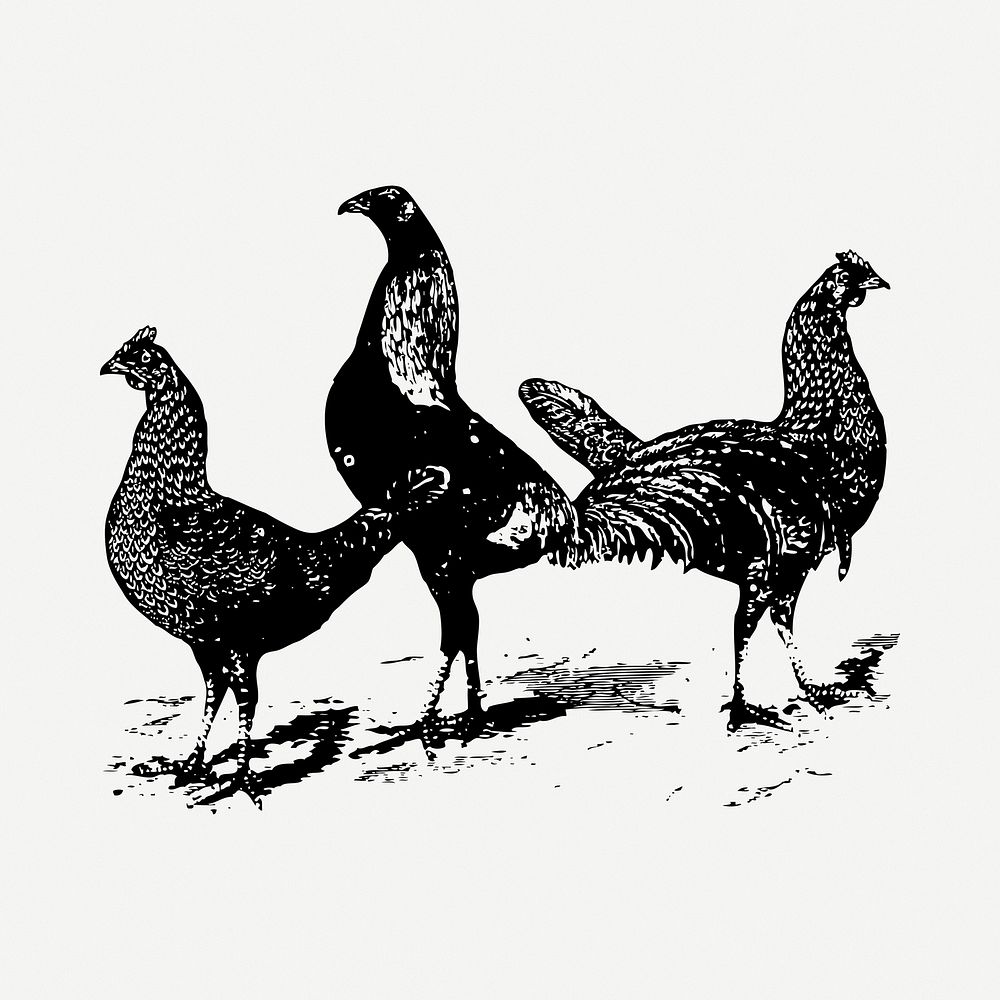 Farm chicken clipart illustration psd. Free public domain CC0 image