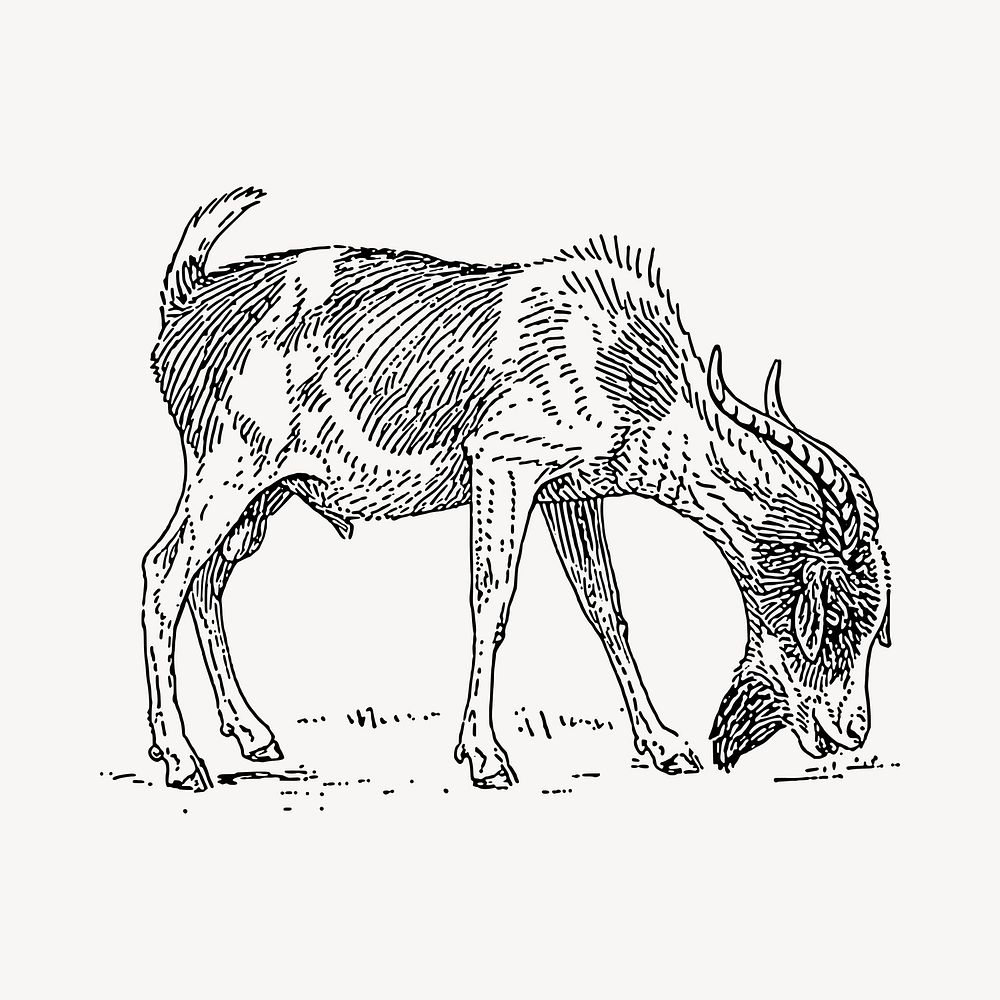 Goat grazing illustration clipart vector. Free public domain CC0 image