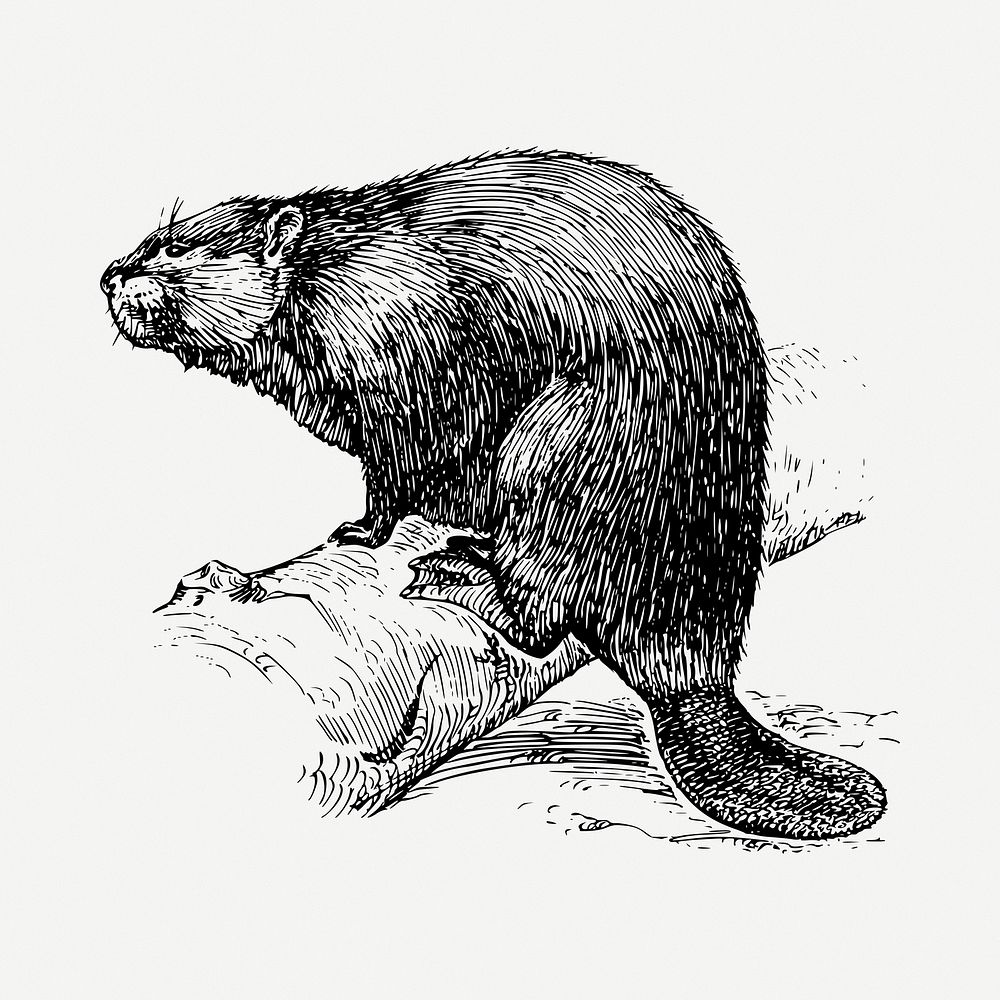 Beaver clipart illustration psd. Free public domain CC0 image