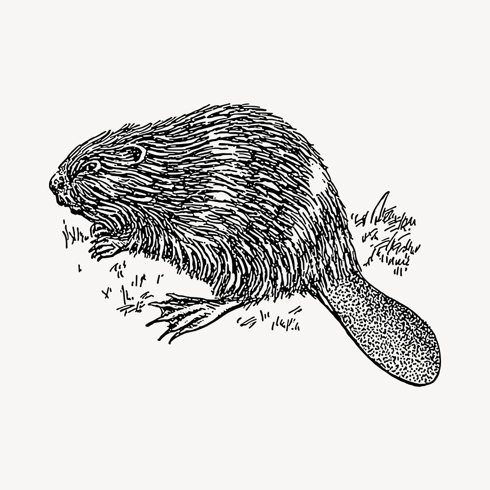 Beaver illustration clipart vector. Free public domain CC0 image