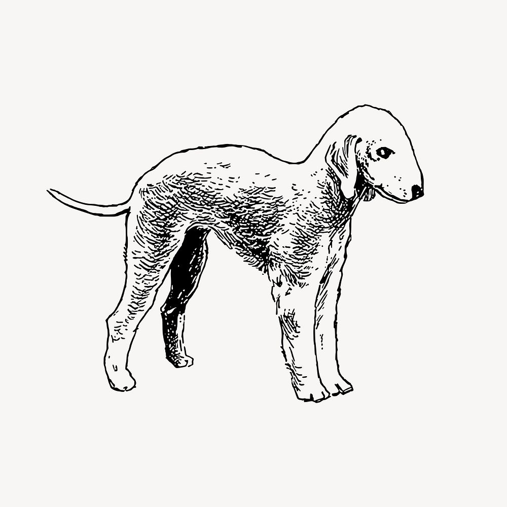 Bedlington terrier dog illustration clipart vector. Free public domain CC0 image