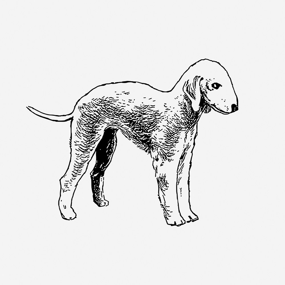 Bedlington terrier dog black and white illustration clipart. Free public domain CC0 image
