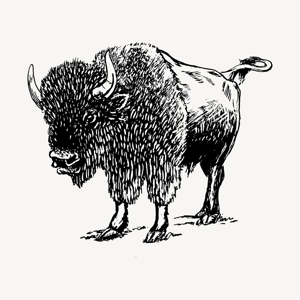 Bison illustration clipart vector. Free public domain CC0 image