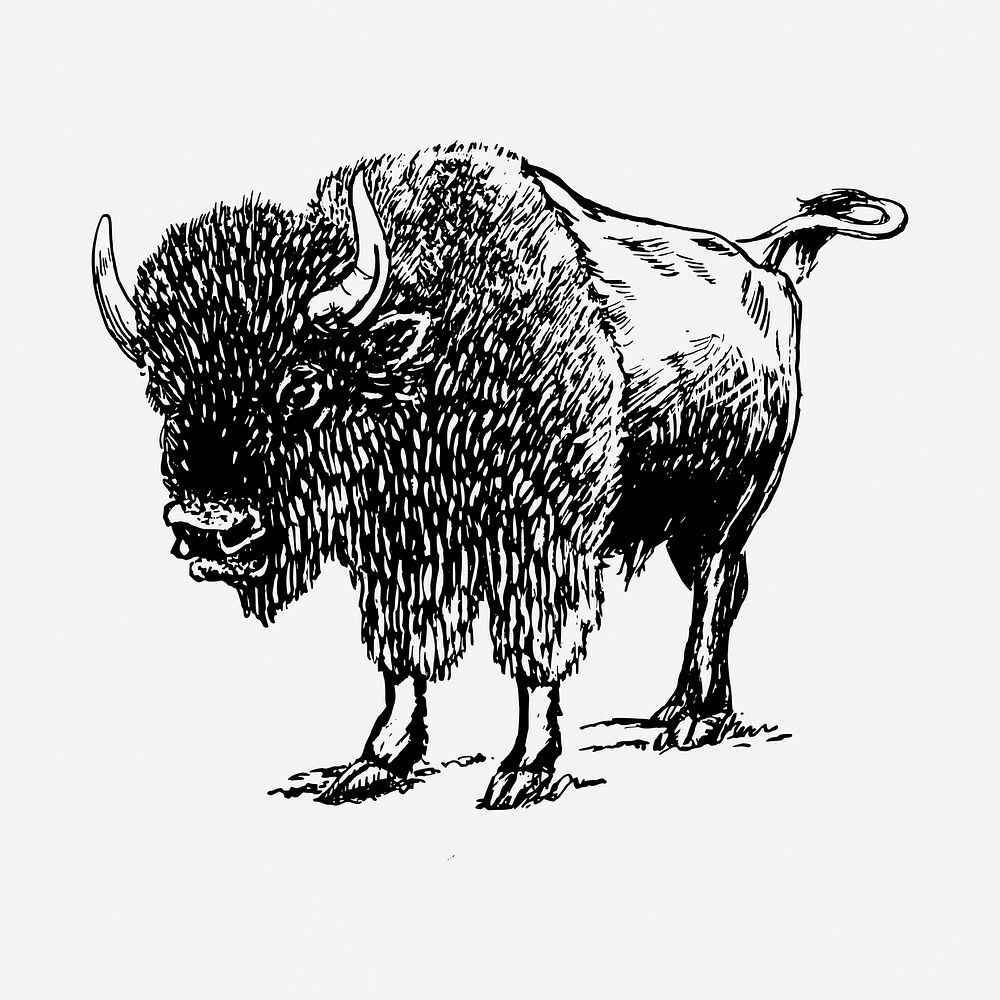 Bison black and white illustration | Free Photo - rawpixel