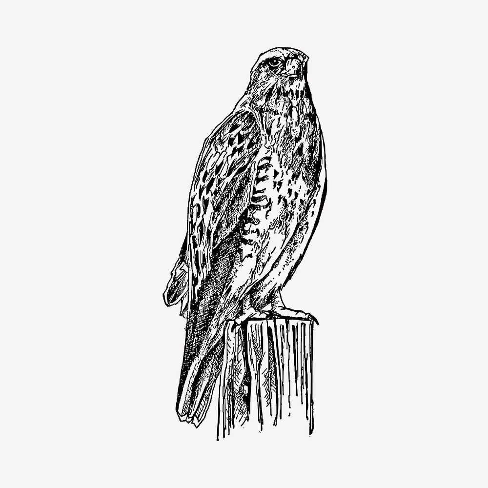 Standing hawk illustration clipart vector. Free public domain CC0 image