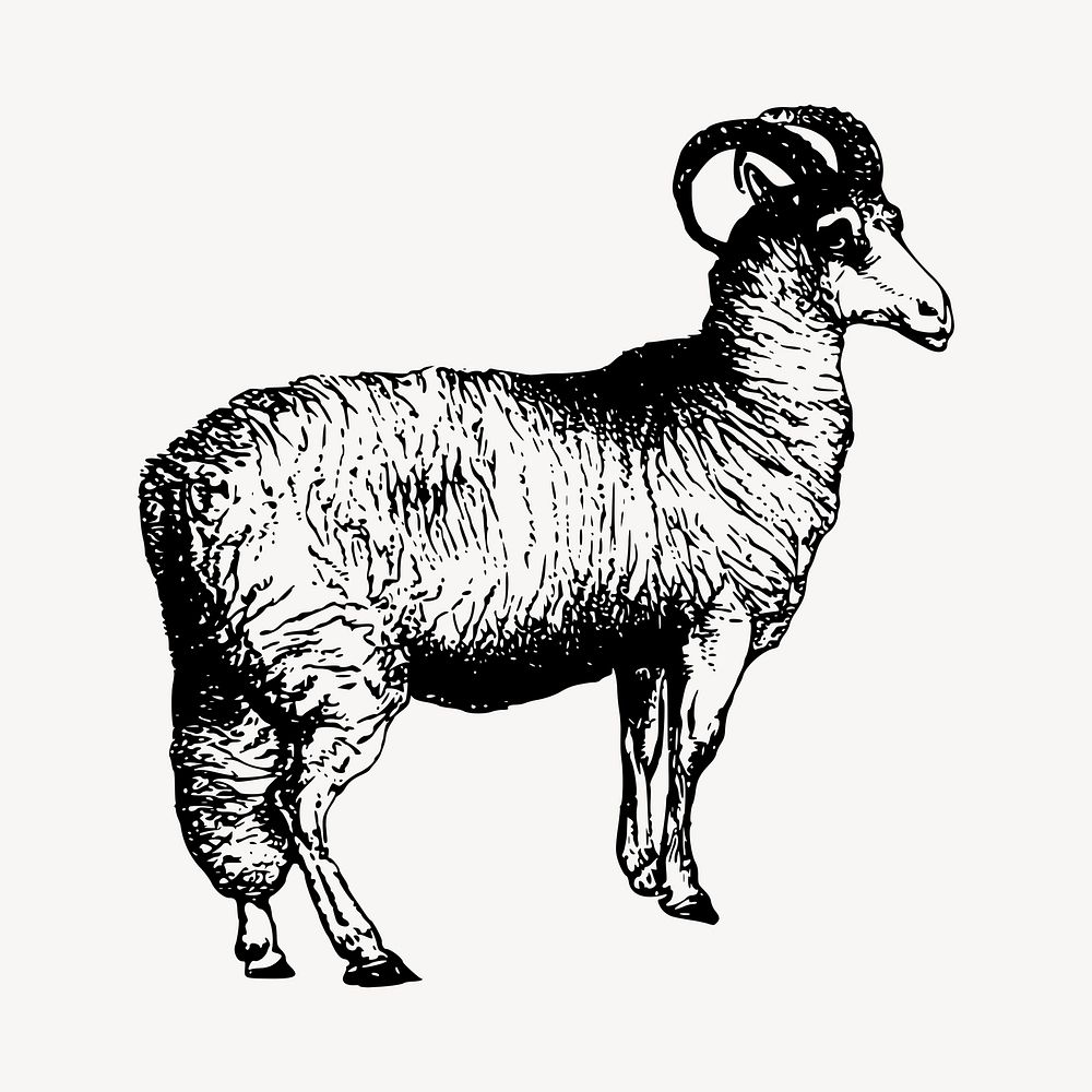 Sheep illustration clipart vector. Free public domain CC0 image