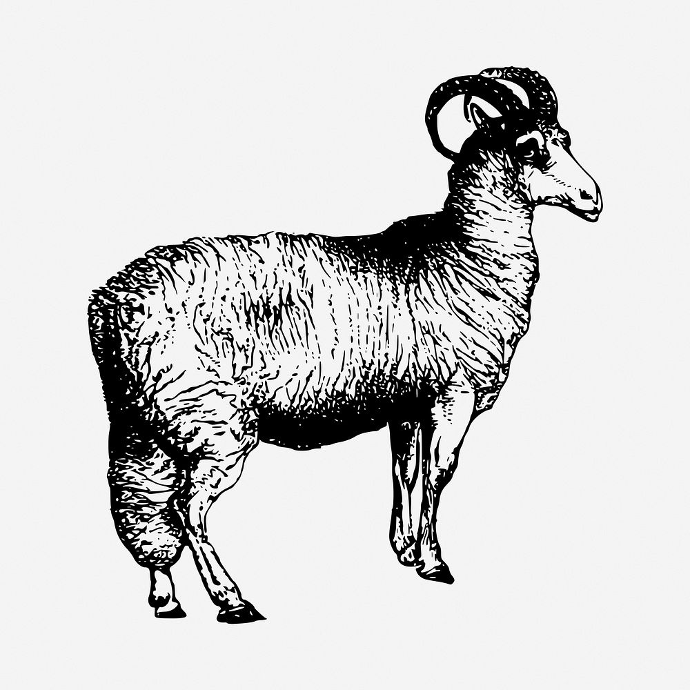 Sheep black and white illustration clipart. Free public domain CC0 image