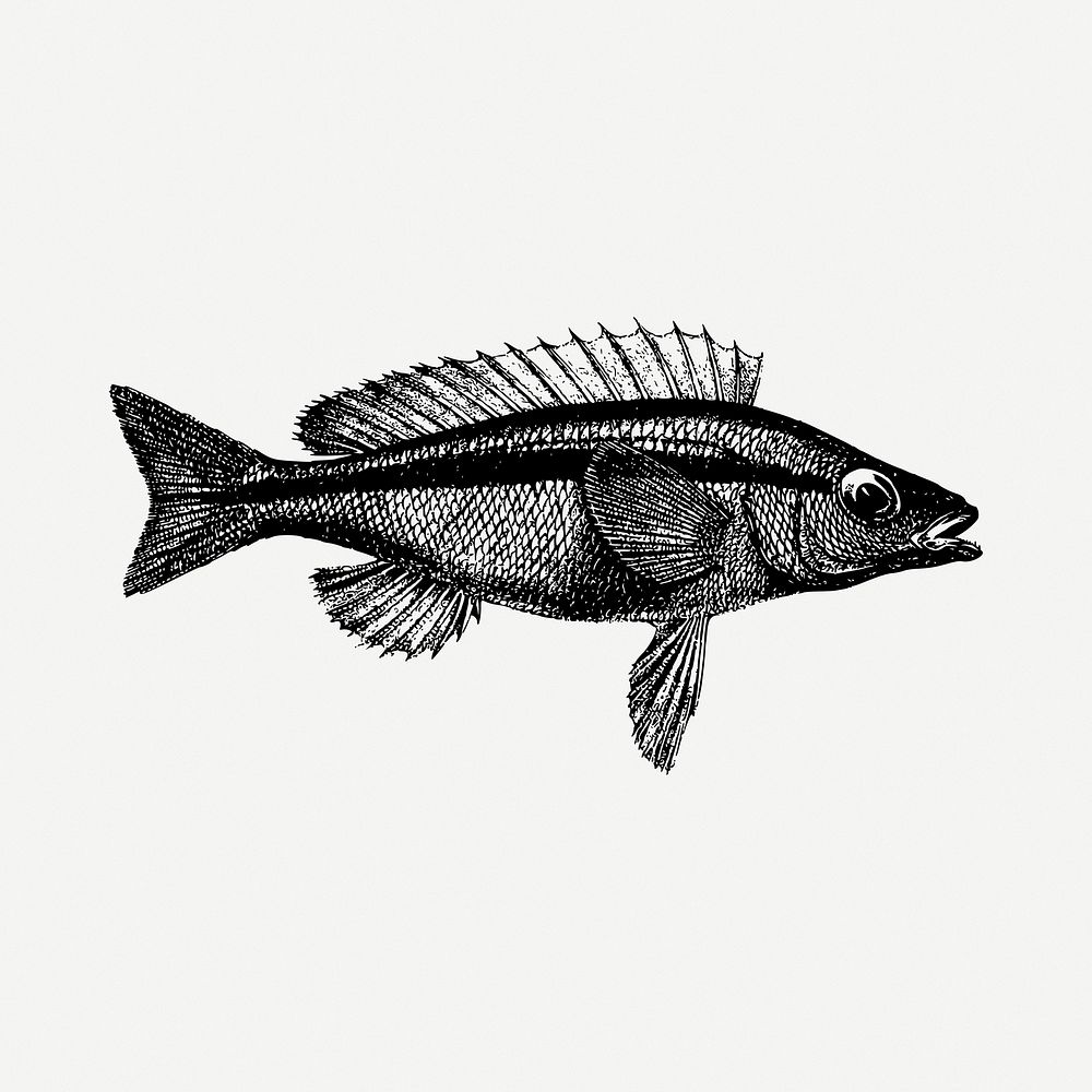 Sea fish clipart illustration psd. Free public domain CC0 image