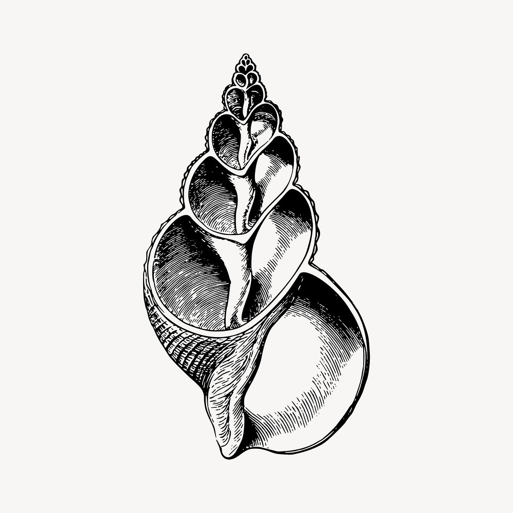 Vintage seashell object illustration clipart vector. Free public domain CC0 image