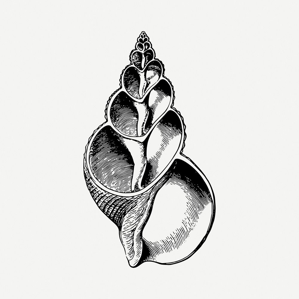 Vintage seashell object clipart illustration psd. Free public domain CC0 image