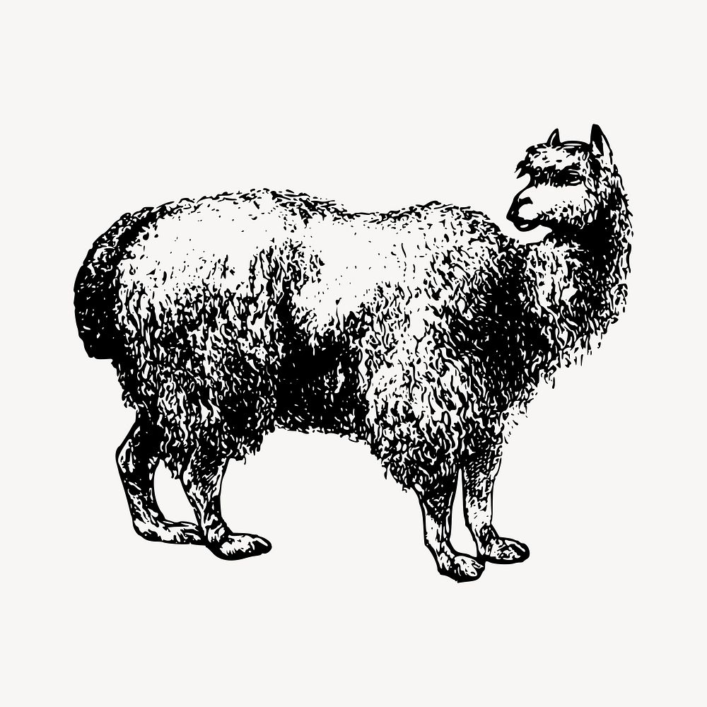Alpaca illustration clipart vector. Free public domain CC0 image