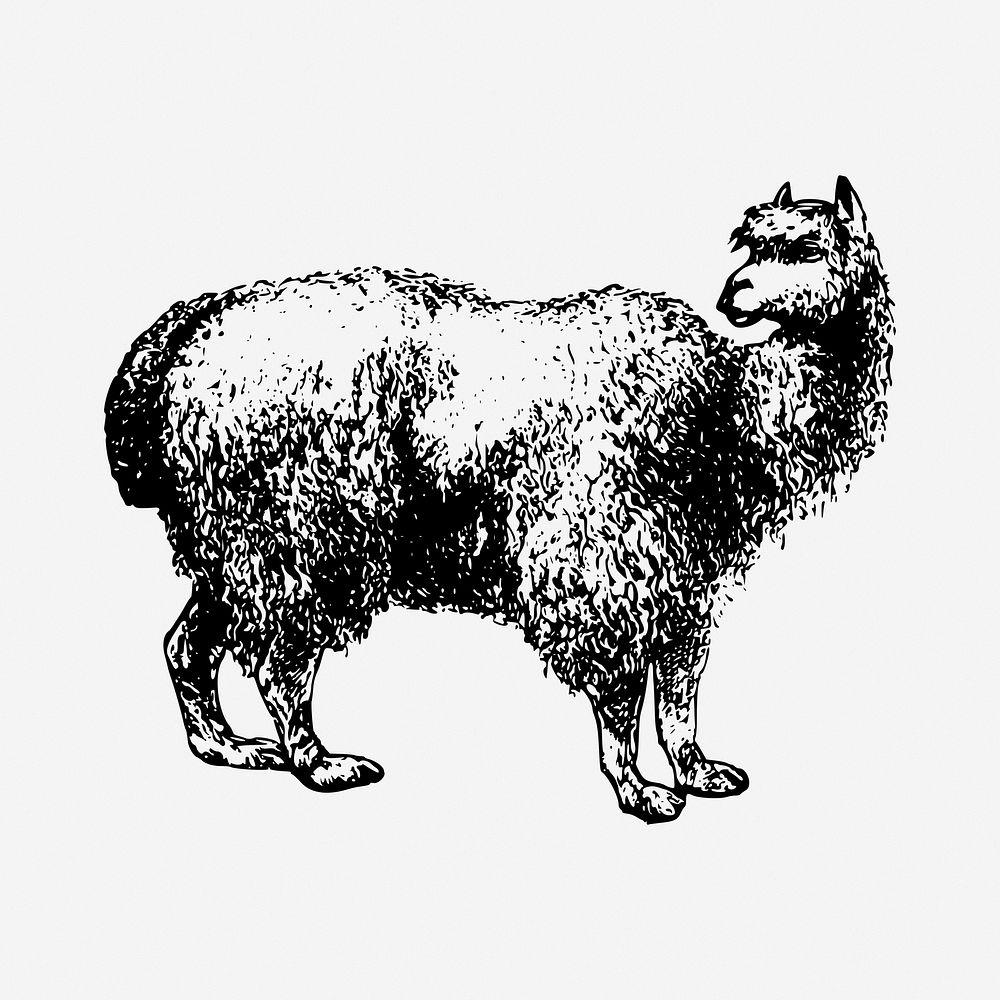 Alpaca black and white illustration clipart. Free public domain CC0 image