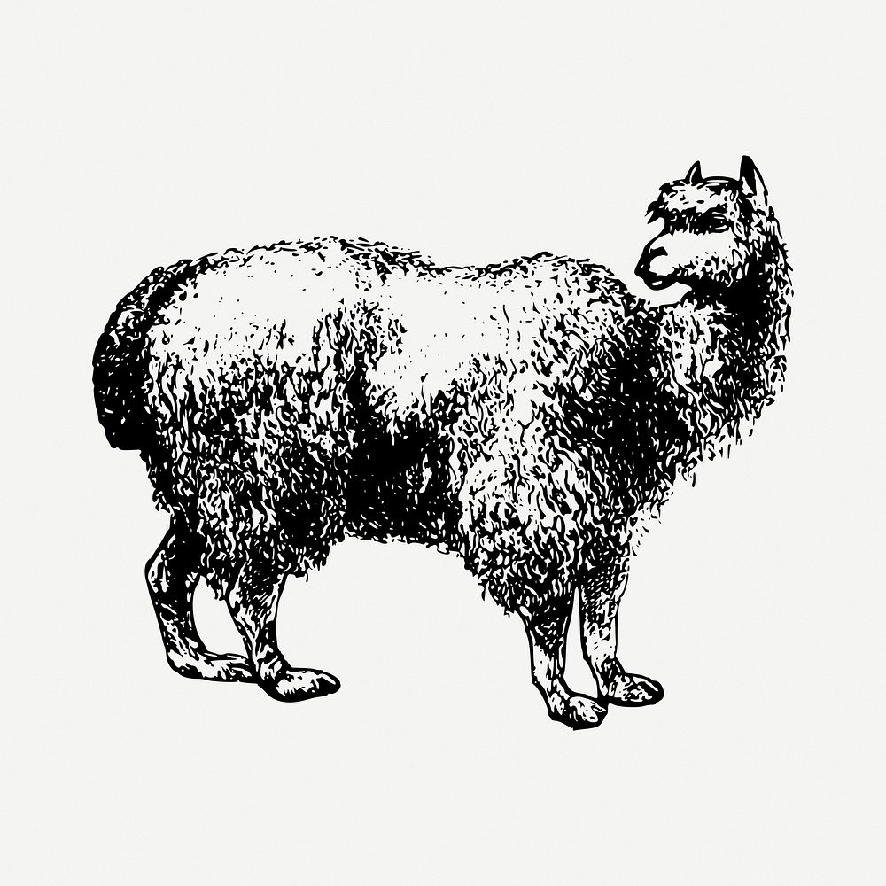 Alpaca clipart illustration psd. Free public domain CC0 image