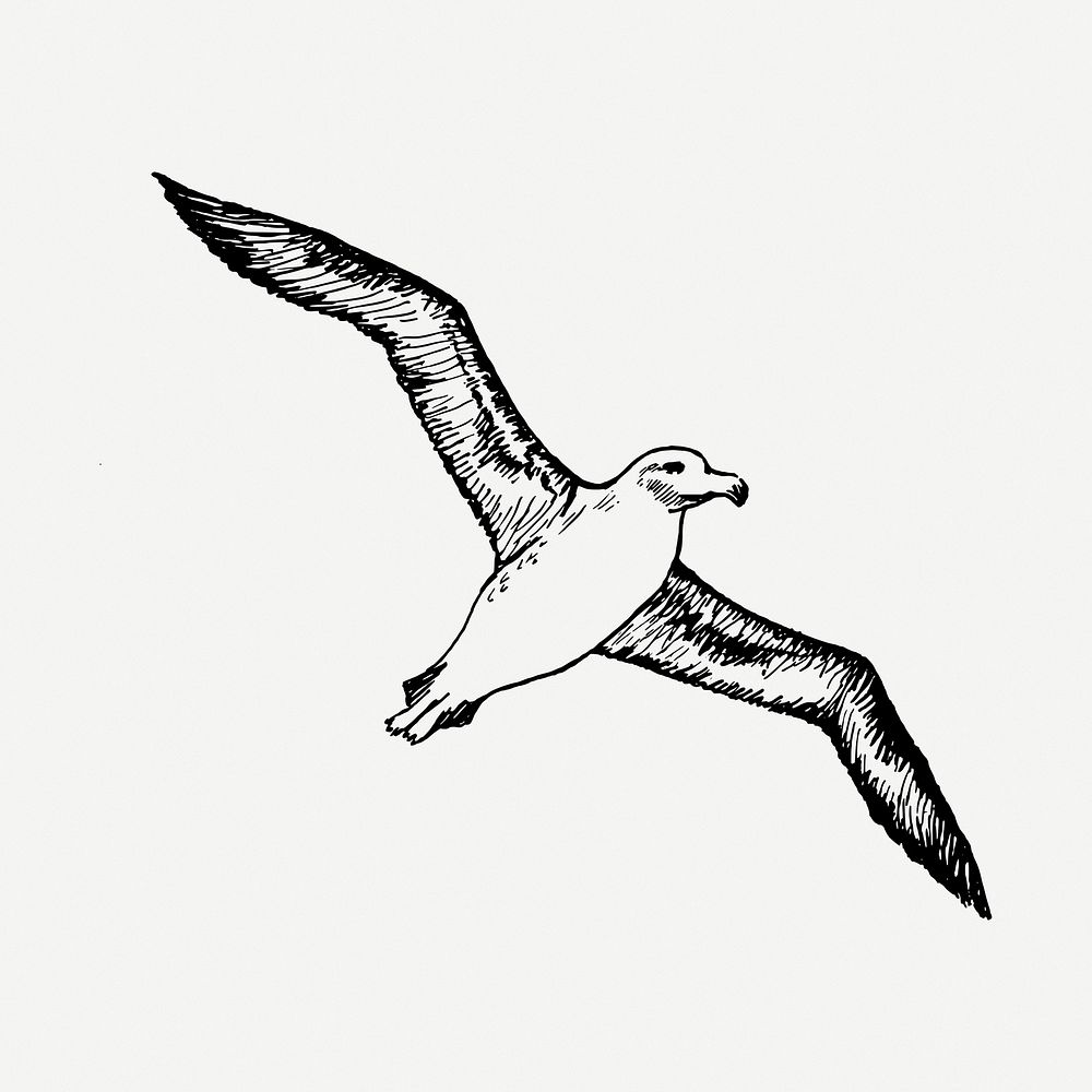 Flying albatross clipart illustration psd. Free public domain CC0 image