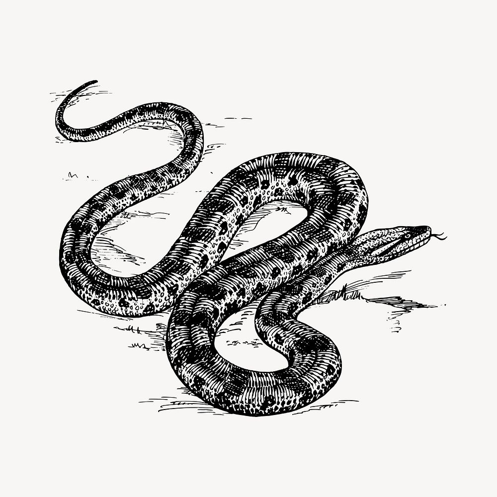 Snake illustration clipart vector. Free public domain CC0 image