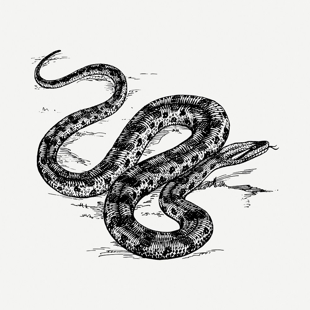 Snake clipart illustration psd. Free public domain CC0 image